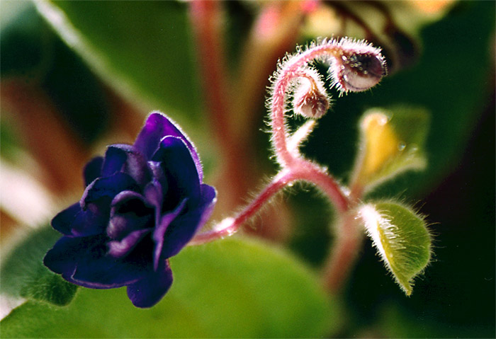 photo "Pirouette" tags: macro and close-up, 