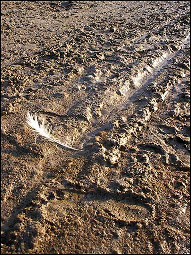 фото "Graciously in Mud" метки: жанр, природа, 