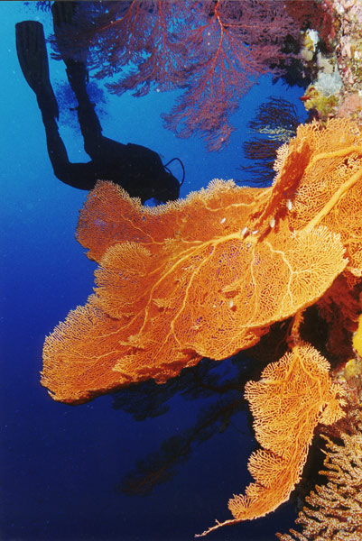 фото "Diving" метки: подводные, 