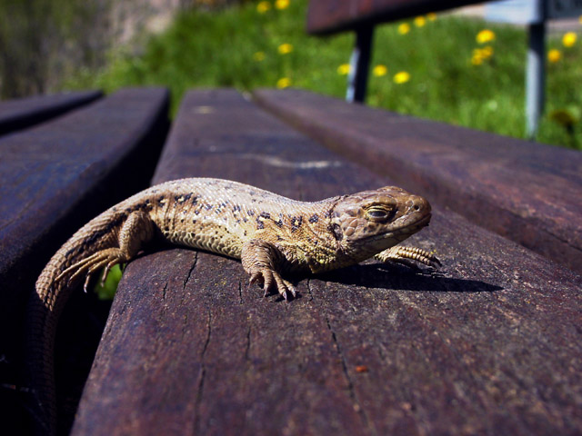 photo "Jurassic sunburn" tags: montage, nature, wild animals