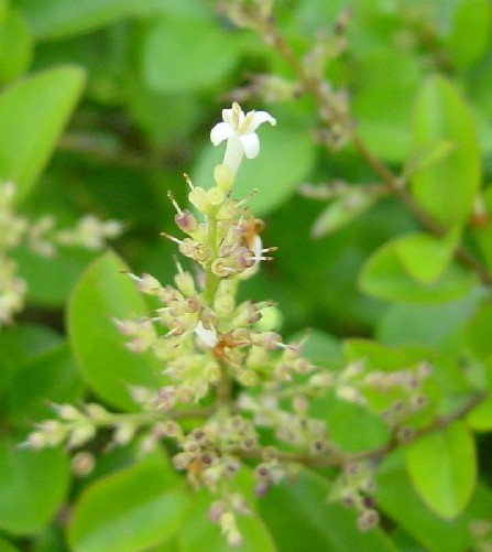 photo "Only a little white flower" tags: nature, flowers