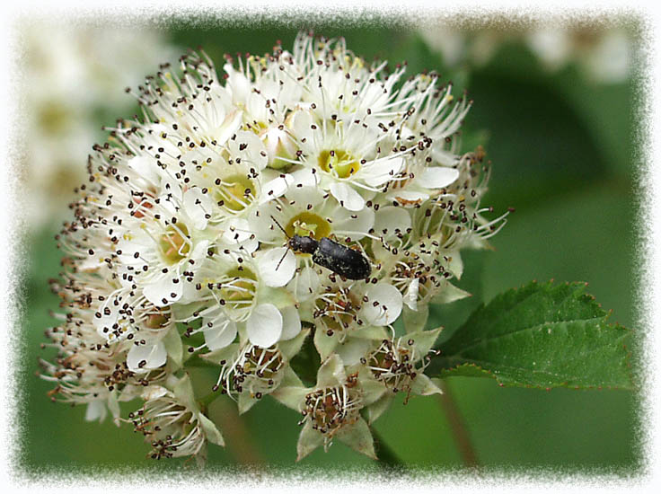 photo "The bug on walk" tags: macro and close-up, 