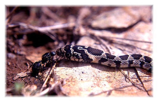 photo "The snake and the ant" tags: macro and close-up, nature, wild animals