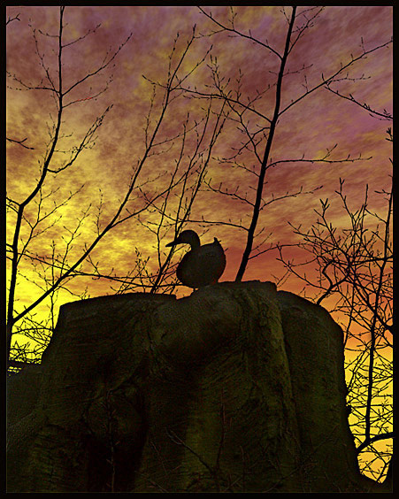 фото "Sunset over the duck" метки: пейзаж, закат, облака