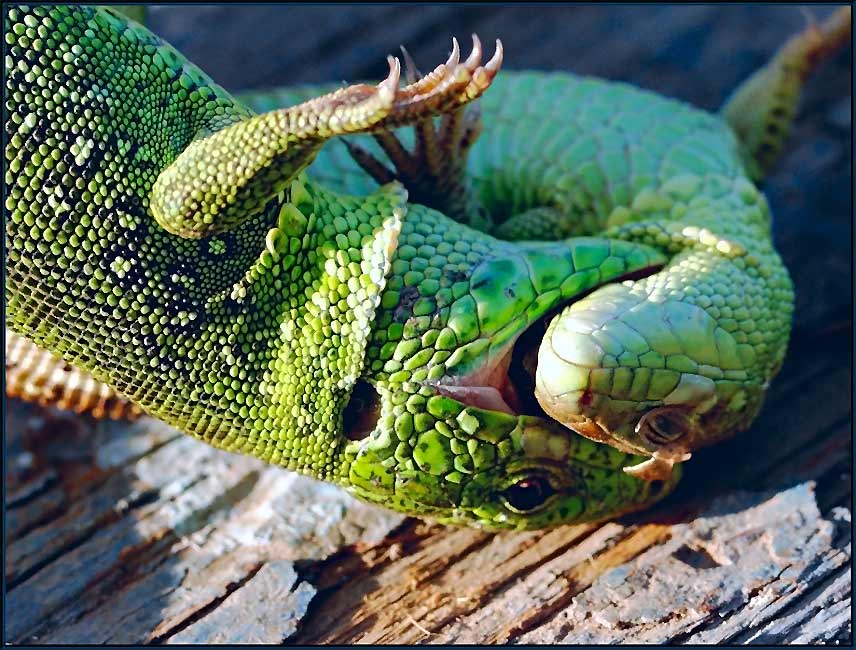 photo "I`ll kiss you... later..." tags: nature, macro and close-up, wild animals