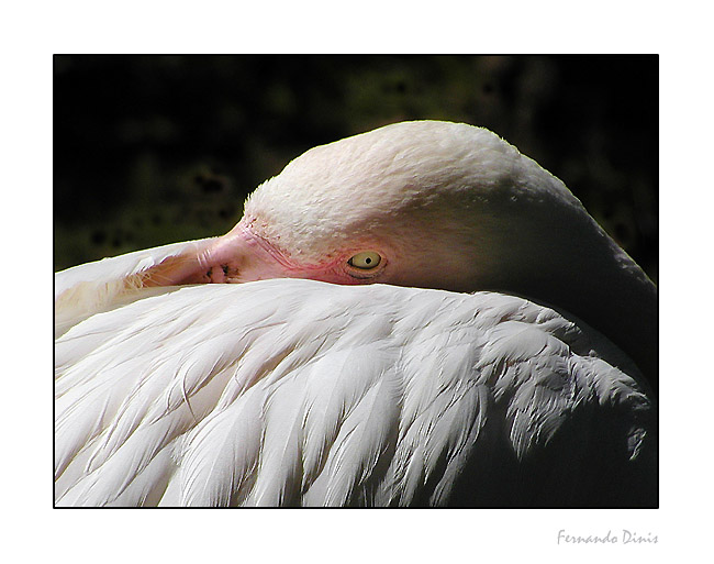 фото "To sleep or not to sleep" метки: природа, дикие животные