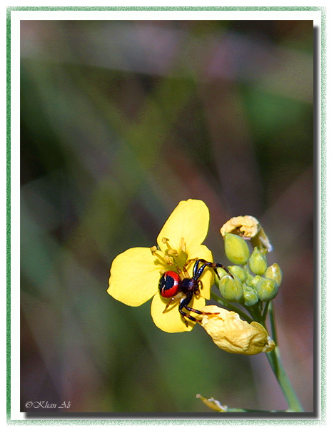 photo "Colors of a nature" tags: macro and close-up, nature, insect