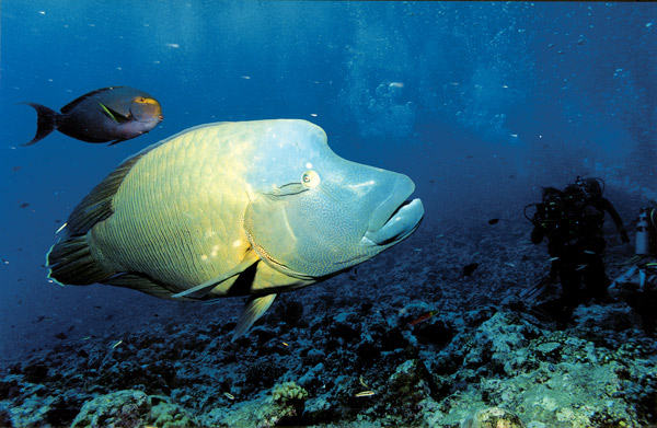 photo "Diving 4" tags: nature, underwater, 