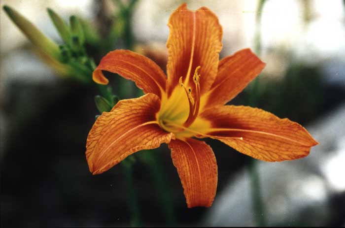 photo "Orange ???" tags: macro and close-up, nature, flowers