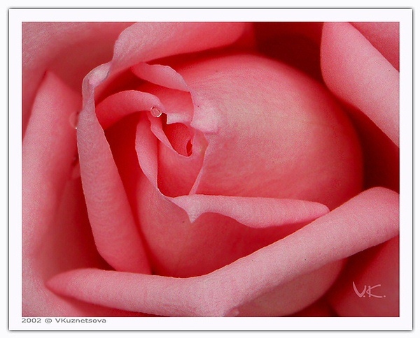 photo "Rose" tags: macro and close-up, nature, flowers