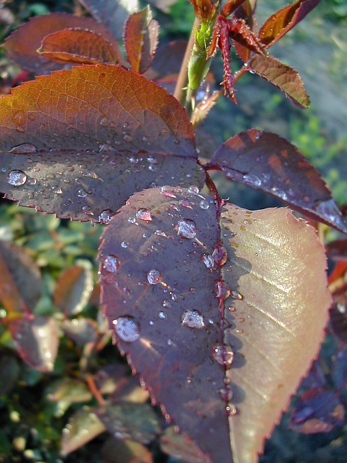 photo "Evening dew" tags: macro and close-up, nature, flowers