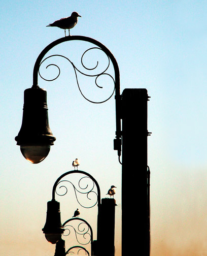 photo "The Lookouts" tags: nature, wild animals