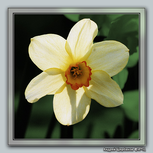 photo "Daffodil" tags: macro and close-up, nature, flowers