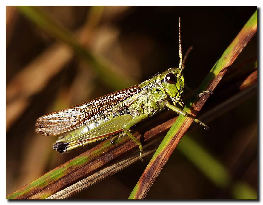 photo "Last warm. Farewell" tags: nature, macro and close-up, insect