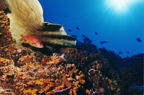 фото "Diving 5" метки: природа, подводные, 