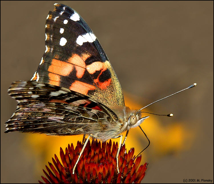 photo "Butterfly on a Cone Flower" tags: macro and close-up, nature, insect