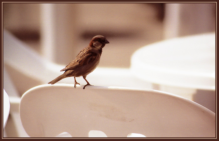 photo "The waiter!!!" tags: humor, nature, wild animals