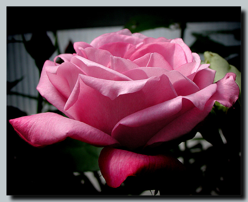 photo "Rose" tags: nature, macro and close-up, flowers