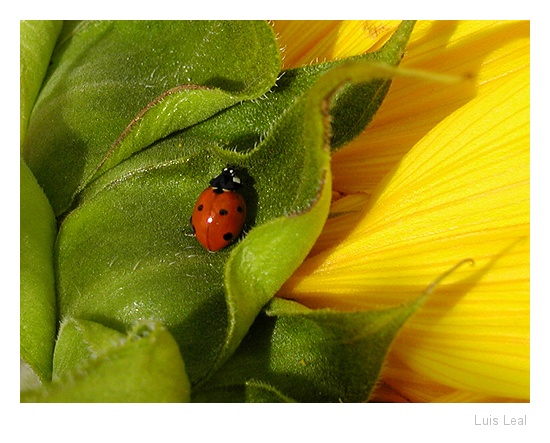 фото "Litle red..." метки: разное, 