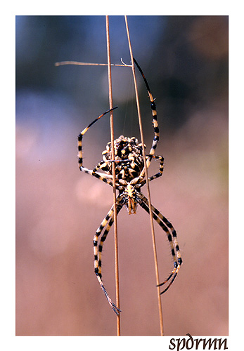 photo "On the rails" tags: nature, insect