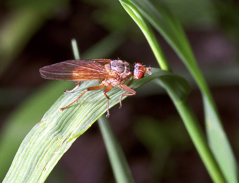 photo "Small red fly" tags: macro and close-up, nature, insect