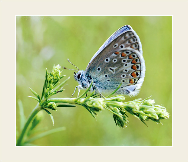 photo "Side-view on a broom" tags: nature, insect