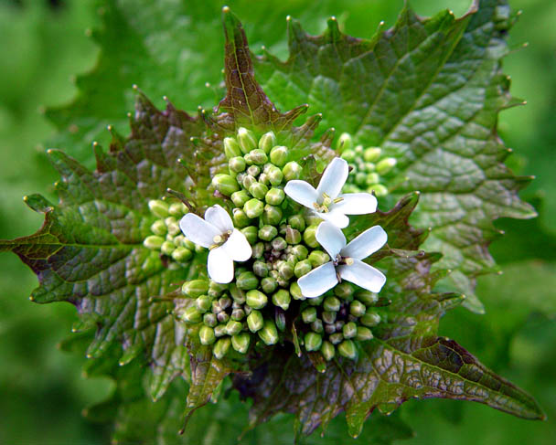 photo "Buds" tags: nature, still life, flowers