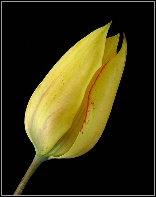 photo "Tulip" tags: nature, flowers