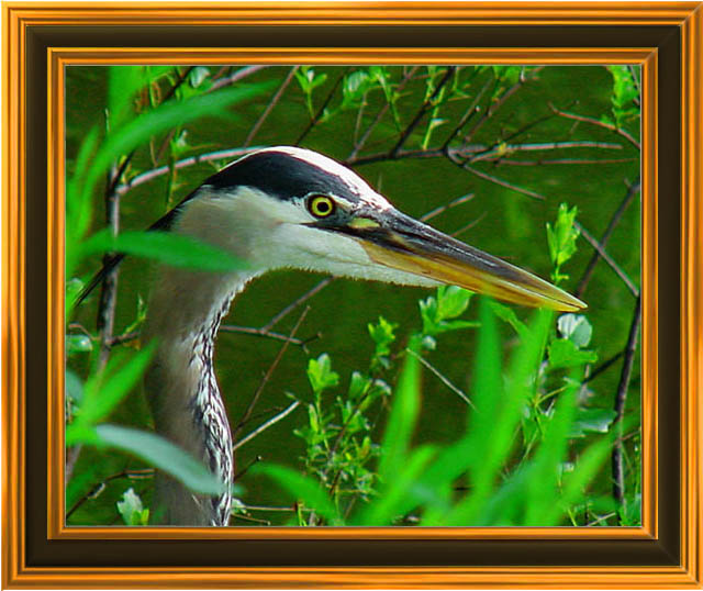 photo "Great Blue Heron" tags: nature, wild animals