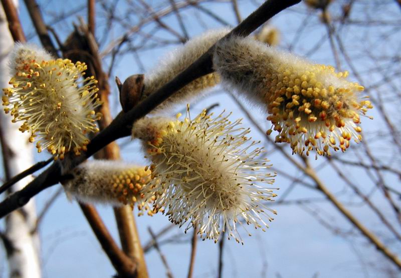 photo "Untitled photo" tags: nature, macro and close-up, flowers