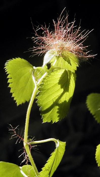 photo "Untitled photo" tags: nature, macro and close-up, flowers