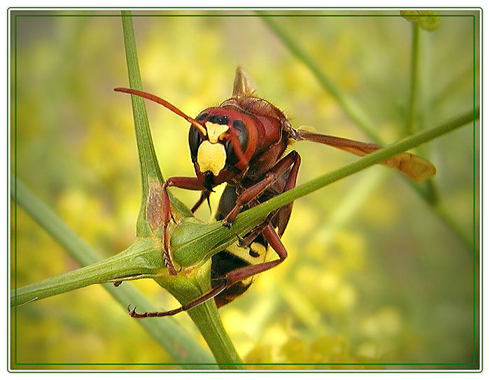 photo "Is high-gravity" tags: nature, 