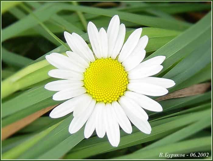 photo "Camomile" tags: nature, macro and close-up, flowers