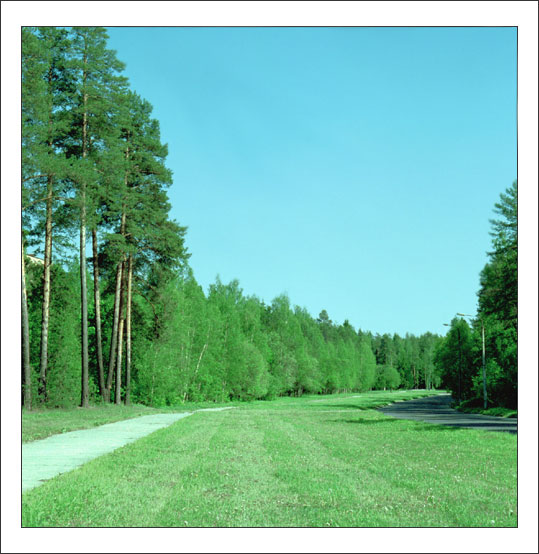 photo "Trees tops curve" tags: landscape, nature, summer