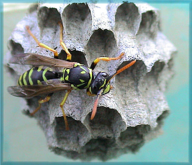 photo "The midwife" tags: macro and close-up, nature, insect