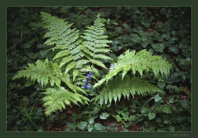 photo "Forest fantasy" tags: nature, flowers