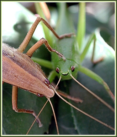 photo "Why do you say "no"?" tags: macro and close-up, 