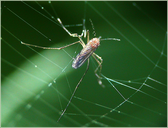 photo "His last lapse" tags: nature, macro and close-up, insect