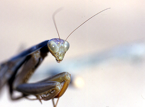 photo "Religious!?" tags: nature, insect