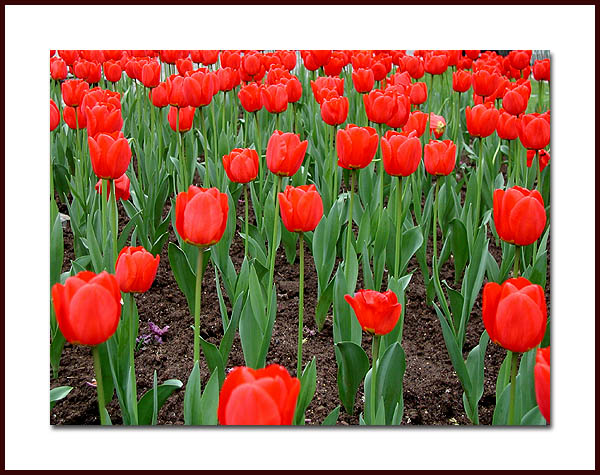 photo "Some red flowers" tags: nature, flowers