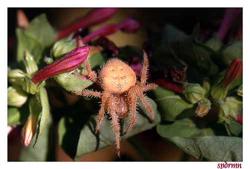 photo "At the garden" tags: nature, macro and close-up, insect