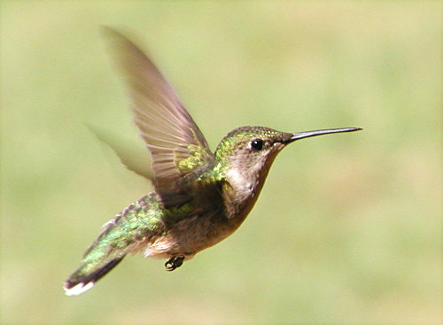 photo "Go For It , Gal....." tags: nature, macro and close-up, wild animals