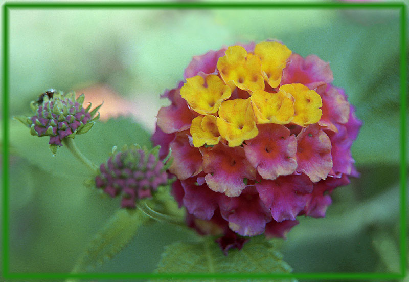 photo "Turkish ball" tags: nature, macro and close-up, flowers