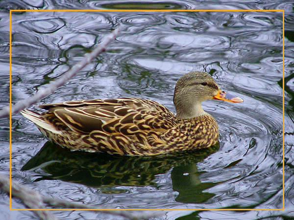 photo "Female Mallard" tags: nature, wild animals