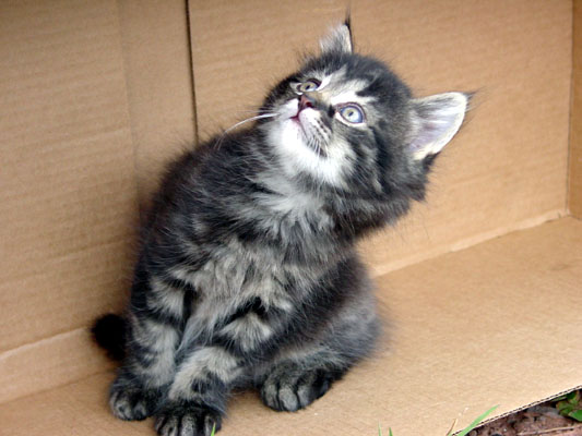 photo "Sylvester-what`s up there" tags: nature, pets/farm animals