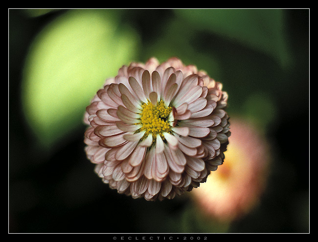 photo "*****" tags: nature, flowers