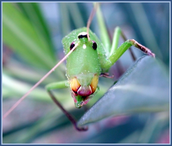 фото "Портрет кузнечика" метки: макро и крупный план, природа, насекомое