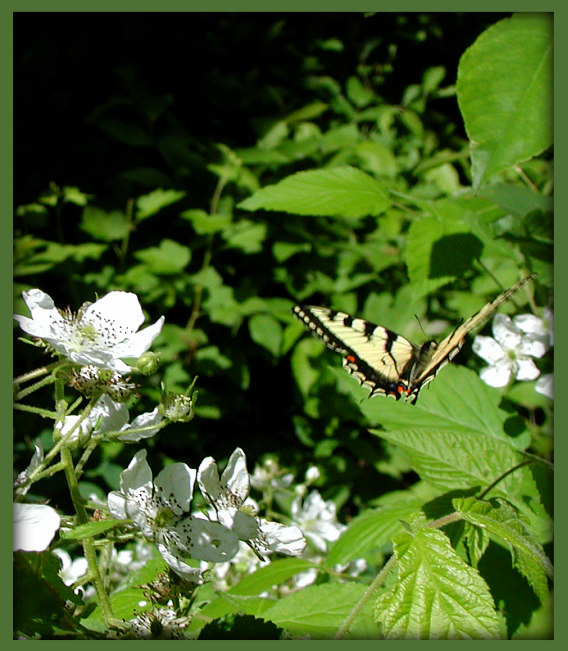 photo "Leaving" tags: nature, flowers, insect