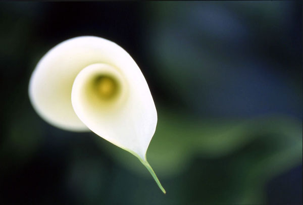 photo "Siren" tags: macro and close-up, nature, flowers