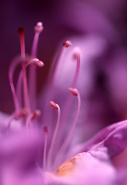 photo "pink floyds" tags: macro and close-up, 